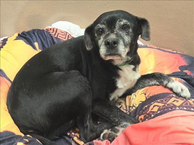 Shelter Stray Female Dog last seen , 14409 Vanowen St, Van Nuys, CA 91405, USA