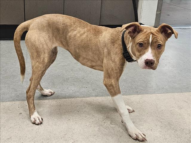 Shelter Stray Female Dog last seen , 14409 Vanowen St, Van Nuys, CA 91405, USA