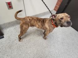 Shelter Stray Male Dog last seen , 957 N Gaffey St, San Pedro, CA 90731, USA