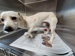 Shelter Stray Male Dog last seen , 957 N Gaffey St, San Pedro, CA 90731, USA