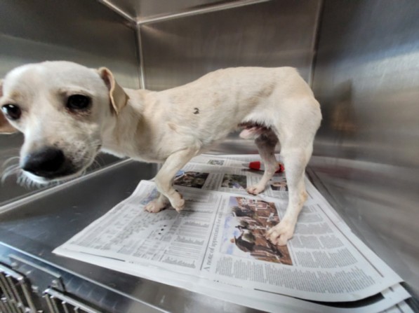 Shelter Stray Male Dog last seen , 957 N Gaffey St, San Pedro, CA 90731, USA