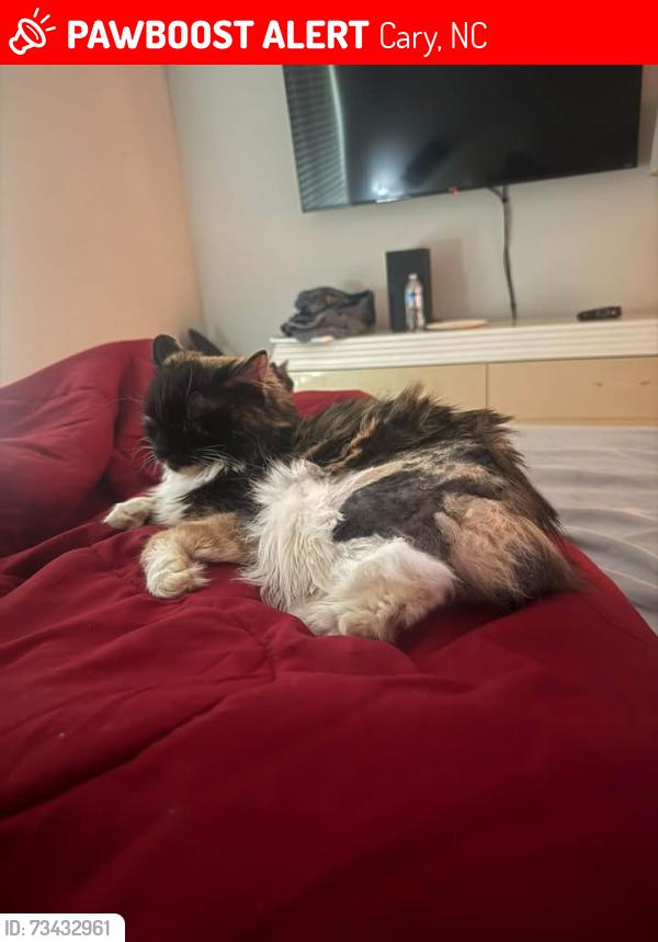 Lost Female Cat last seen northington pl dynasty dr woodlyn on the green apmts, Cary, NC 27513