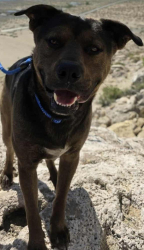 Lost Male Dog last seen Magnesium and water st, Springfield, OR 97475