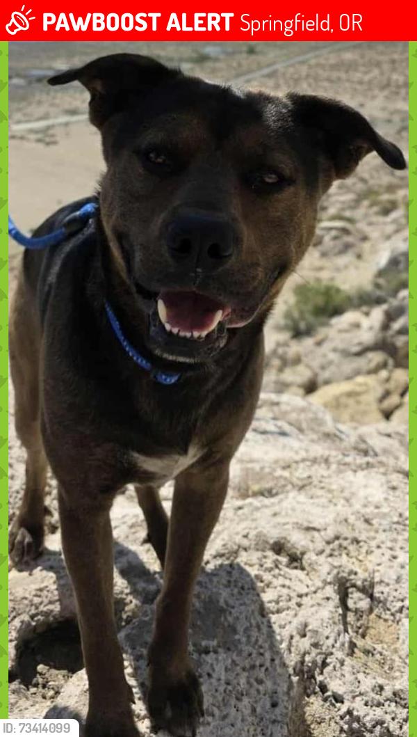 Lost Male Dog last seen Magnesium and water st, Springfield, OR 97475