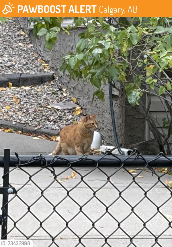 Found/Stray Unknown Cat last seen Rocky Ridge Cove, Calgary, AB 