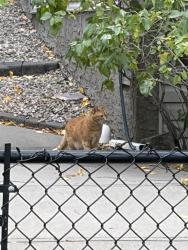 Found/Stray Unknown Cat last seen Rocky Ridge Cove, Calgary, AB 