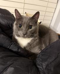 Reunited Female Cat last seen Reed St and Reynolds Rd, De Leon Springs, FL 32130