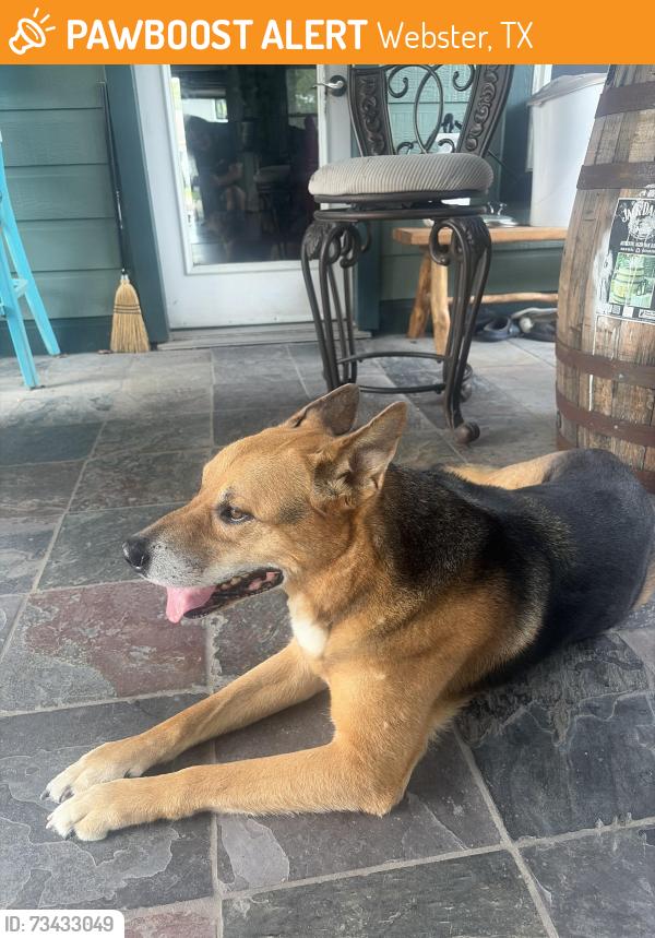 Found/Stray Male Dog last seen NASA rd/ hwy 3, Webster, TX 77598