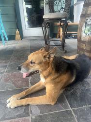 Found/Stray Male Dog last seen NASA rd/ hwy 3, Webster, TX 77598