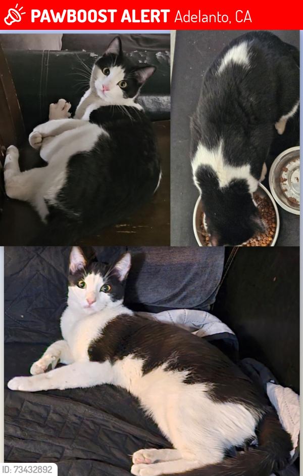 Lost Male Cat last seen Bridgeport St and Lawson Ave., Adelanto, CA 92301
