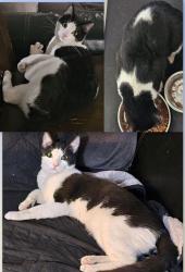 Lost Male Cat last seen Bridgeport St and Lawson Ave., Adelanto, CA 92301