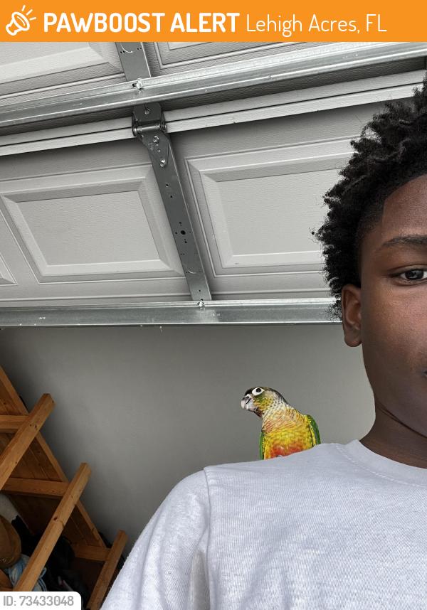 Found/Stray Unknown Bird last seen butte, Lehigh Acres, FL 33971