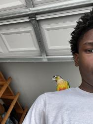 Found/Stray Unknown Bird last seen butte, Lehigh Acres, FL 33971