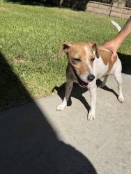 Found/Stray Female Dog last seen Amar/ Azusa, West Covina, CA 91792