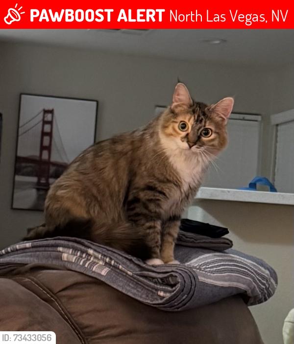 Lost Female Cat last seen Revere St. and W Tropical Parkway, North Las Vegas, NV 89031