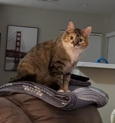 Lost Female Cat last seen Revere St. and W Tropical Parkway, North Las Vegas, NV 89031