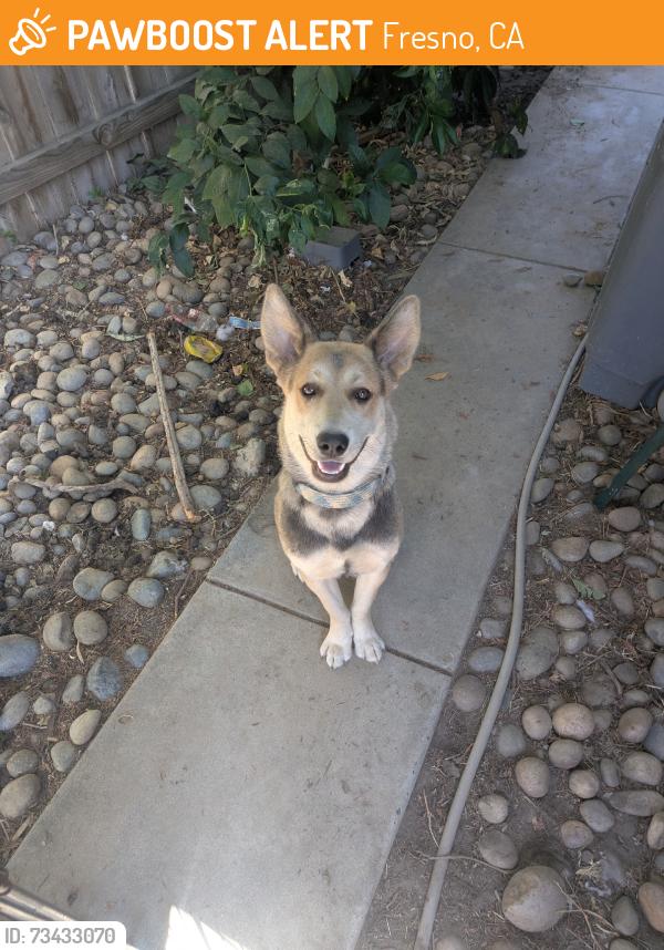 Found/Stray Female Dog last seen Alluvial and Millbrook, Fresno, CA 93720