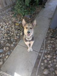 Found/Stray Female Dog last seen Alluvial and Millbrook, Fresno, CA 93720