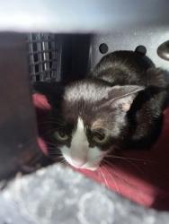 Shelter Stray Unknown Cat last seen Near Airport Rd, Middleton, Town of, WI, 5132 Voges Rd, Madison, WI 53718, USA
