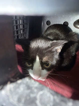 Shelter Stray Unknown Cat last seen Near Airport Rd, Middleton, Town of, WI, 5132 Voges Rd, Madison, WI 53718, USA