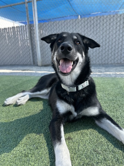 Shelter Stray Female Dog last seen N Grantland Ave & W Olive Ave, Fresno Zone Fresno CO 1A 93723, CA, 1510 W Dan Ronquillo Dr, Fresno, CA 93706, USA