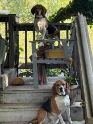 Reunited Male Dog last seen Gateway Plaza, Santa Cruz, CA 95060
