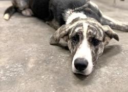 Shelter Stray Male Dog last seen Near GREENVILLE HWY LIBERTY, SC 29657, PICKENS COUNTY, SC, 193 County Farm Rd, Pickens, SC 29671, USA