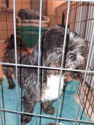 Reunited Male Dog last seen 2.5 miles NE of Edge General Store, Hearne, TX 77859