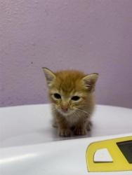 Shelter Stray Female Cat last seen Near College Creek, CITY of El Paso, TX, 5001 Fred Wilson Ave, El Paso, TX 79906, USA