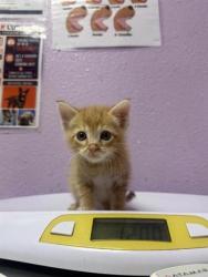 Shelter Stray Male Cat last seen Near College Creek, CITY of El Paso, TX, 5001 Fred Wilson Ave, El Paso, TX 79906, USA