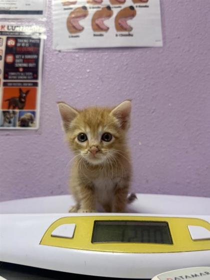 Shelter Stray Male Cat last seen Near College Creek, CITY of El Paso, TX, 5001 Fred Wilson Ave, El Paso, TX 79906, USA