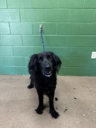 Shelter Stray Male Dog last seen Near Pinnacle Ct., 29642, Anderson County, SC, 1320 US-29, Anderson, SC 29626, USA