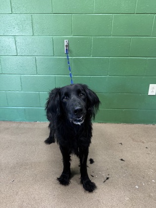 Shelter Stray Male Dog last seen Near Pinnacle Ct., 29642, Anderson County, SC, 1320 US-29, Anderson, SC 29626, USA
