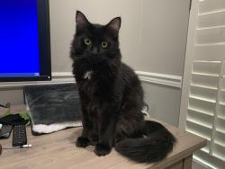 Reunited Male Cat last seen Near Star Spangled Ln, Peachtree City, GA 30269, USA, Peachtree City, GA 30269