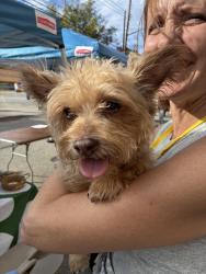 Reunited Unknown Dog last seen Virginia and shiloh., Pittsburgh, PA 15211