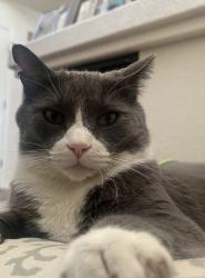 Lost Male Cat last seen 49th Avenue and Flanders in green valley ranch, Denver, CO 80249