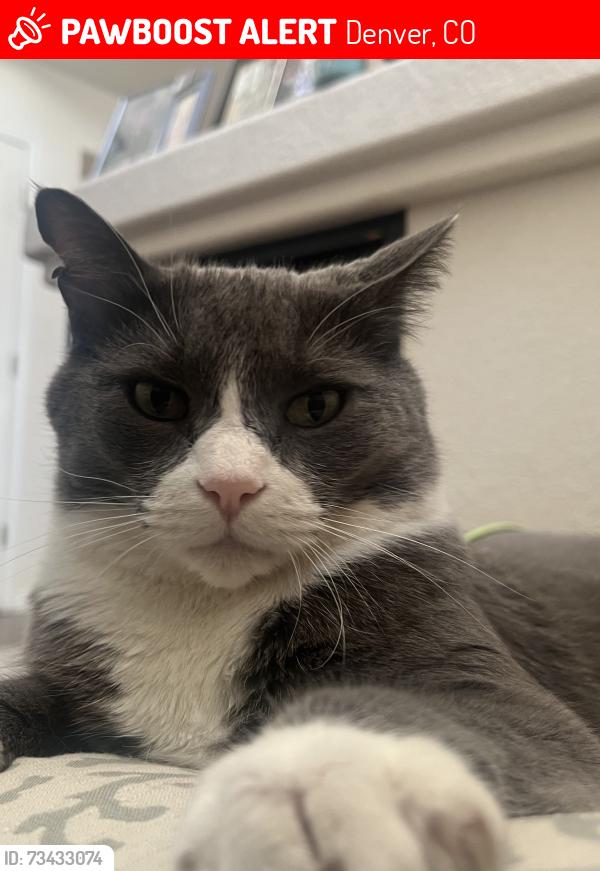 Lost Male Cat last seen 49th Avenue and Flanders in green valley ranch, Denver, CO 80249
