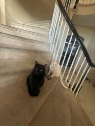 Lost Male Cat last seen Shadowrock, Trabuco Canyon, CA 92679