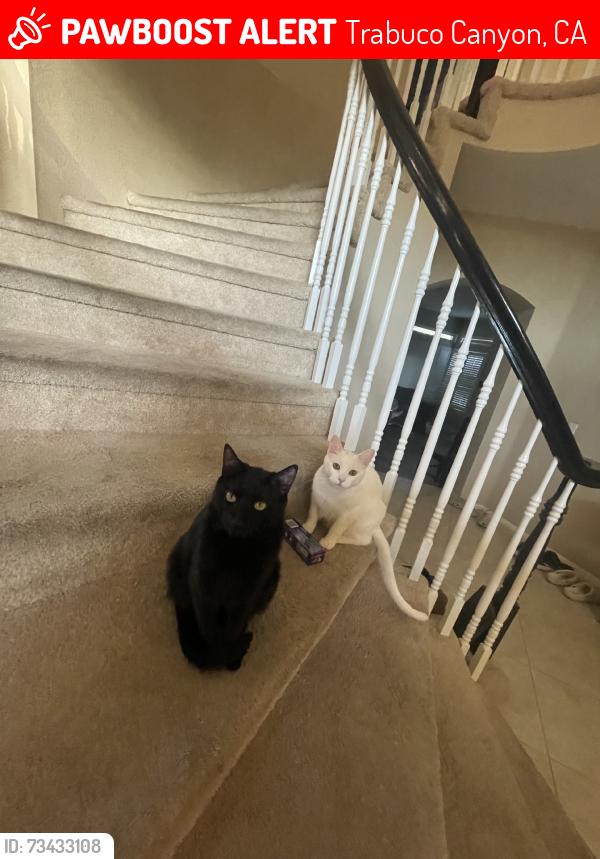 Lost Male Cat last seen Shadowrock, Trabuco Canyon, CA 92679
