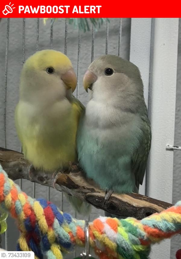 Lost Male Bird last seen Ava ct, Desert Hot Springs, CA 92240