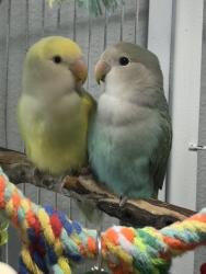 Lost Male Bird last seen Ava ct, Desert Hot Springs, CA 92240