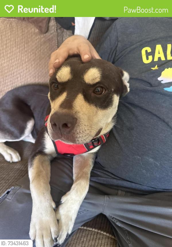 Reunited Male Dog last seen Malaga Way, Rancho Cordova, Rancho Cordova, CA 95670