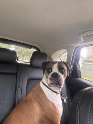 Reunited Female Dog last seen Friendswood Link Rd, Friendswood, TX, USA, Friendswood, TX 77546