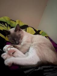 Lost Male Cat last seen Arbor at willow grove neighborhood, Waxahachie, TX 75165