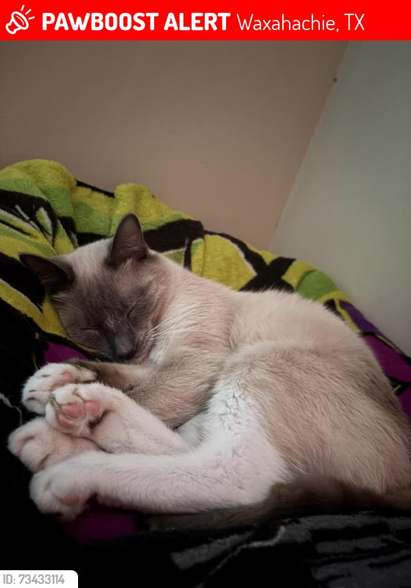 Lost Male Cat last seen Arbor at willow grove neighborhood, Waxahachie, TX 75165