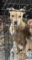 Reunited Female Dog last seen Cresson street, Pittsburgh, PA 15221