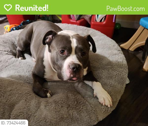 Reunited Male Dog last seen Live Oak, Live Oak, CA 95953