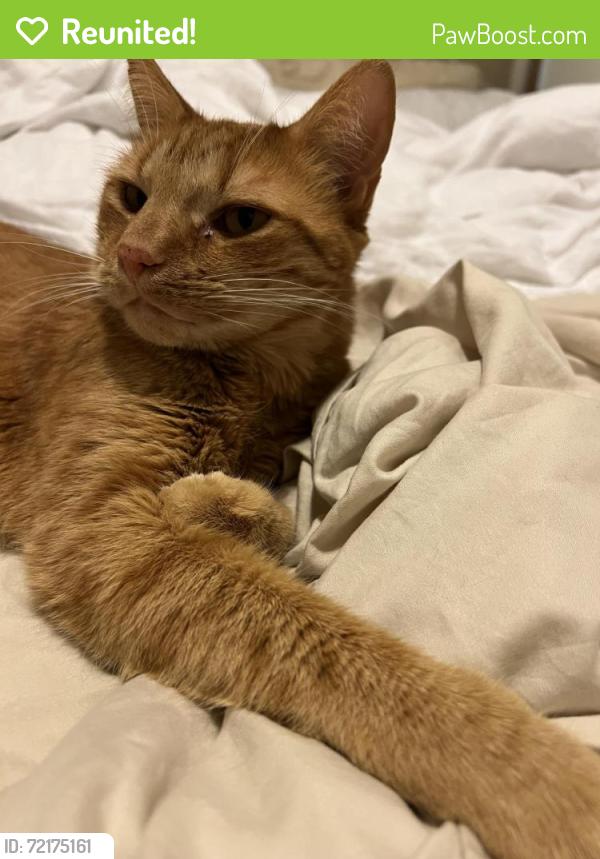 Reunited Male Cat last seen Alcott Dr., Sacramento, CA 95820