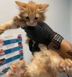 Shelter Stray Female Cat last seen Abandoned on SDHS Campus, San Diego, CA, 92110, 5500 Gaines St, San Diego, CA 92110, USA
