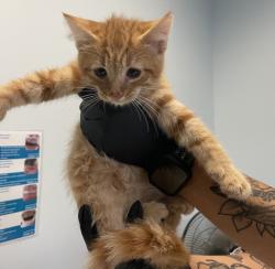 Shelter Stray Male Cat last seen Abandoned on SDHS Campus, San Diego, CA, 92110, 5500 Gaines St, San Diego, CA 92110, USA